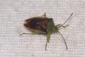 Shieldbugs: Birch Shield Bug (Elasmostethus interstinctus)